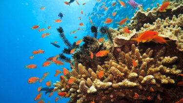 The Great Barrier Reef is home to more than 1500 species of tropical fish.