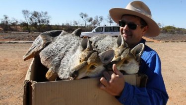 Conservation biologist Dr Mike Letnic with a box of animal decoys used to study the response of native animals.