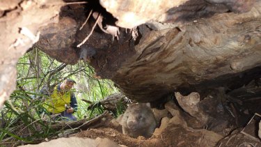 Wildlife sanctuary owner Ray Wynan  inspects the burrow of a wombat that escaped logging. 