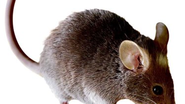 One breeding pair of mice could produce 500 mice within 21 weeks, according to the Grains Research and Decelopment Corporation.