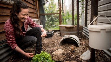 Kat Says Quails Are Grouse Tips Them To Top Chooks In Backyard