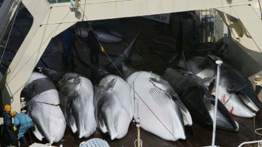 Whales on a Japanese whaling vessel in the Southern Ocean.