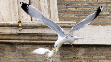 One of the peace doves is attacked by a seagull.