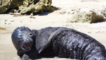 The seal pup is the third born in WA waters.
