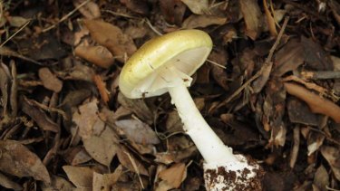 Death Cap Mushroom ... ‘He’s super into fresh food, and that’s part of the problem here.'