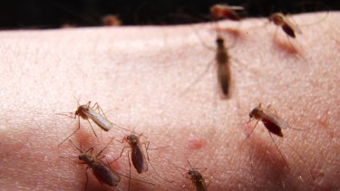 Increase in mosquito numbers caused by heavy rainfall. Mosquitoes on volunteer arm in Westmead medical laboratory .
Pic nick Moir 2 oct 2014