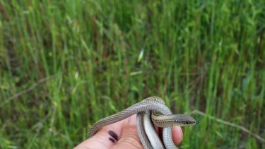 The striped legless lizard is one of 20 threatened species that calls Melbourne home.
