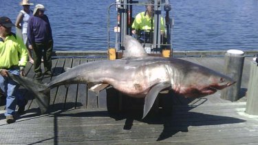 Cause for concern ... there is no evidence that shark hunts reduce attacks.