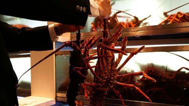 The last bastion of the Cantonese old guard ... hand-picked fresh lobsters at Golden Century.