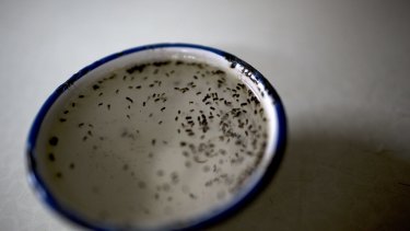 Larvae from the Aedes Aegypti mosquito, responsible for the spread of the Zika virus, sit in a bowl of water during lab testing.