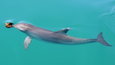 A dolphin in Shark Bay carries a sponge on its nose.