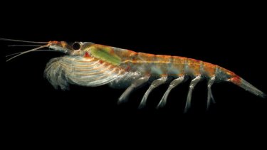 In trouble: Antarctic krill are increasingly at danger as the effects of climate change alter their ecosystem.