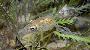 Port Phillip Bay, St Leonards southern bottletail squid.