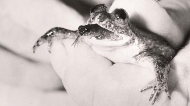 Extict since 1983: The bizarre gastric-brooding frog.
