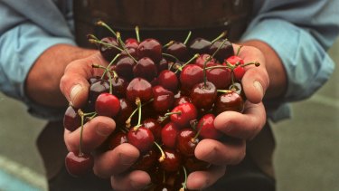Tasmanian cherry grower Reid Fruits is also concerned about health risks of counterfeit goods.