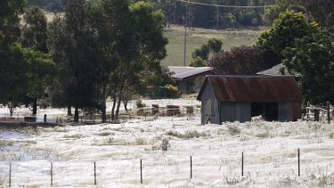 A barn is surrounded by webs in Wagga Wagga.