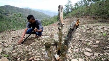 An East Timorese farmer inspects land that has become barren due to unsustainable practices.