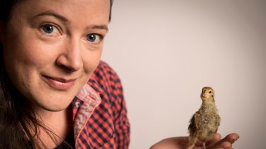 Hey, chicky: Kat Lavers and one of her quail chicks, or 'quicks' born last week at her Northcote house.