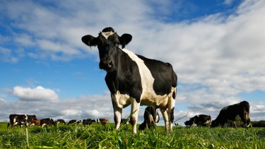 Agriculture, including animal husbandry, seems "to be a major, possibly dominant, cause" of the jump in methane emissions.