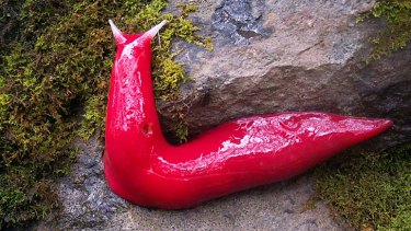 Relics: The pink slug, above, eats mould and moss.