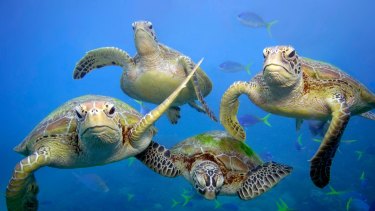 Green turtles swimming in the Great Barrier Reef, Queensland. 