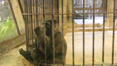 Bangkok's Pata Zoo has been called a "hell for animals" by campaigners who want to close it. <i>Picture: Ben Doherty</i>