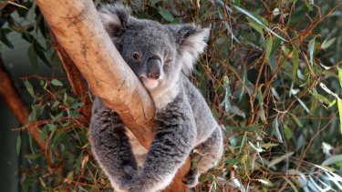 "Bluejeans" a 6 year old female koala at Waterways Wildlife Park in Gunnedah.