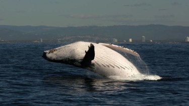 A whale breeches off the coast of Surfers Paradise in Queensland