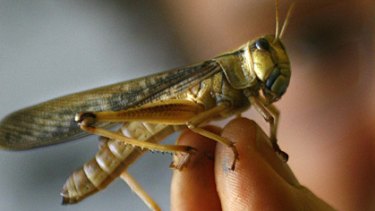 Eating machines: locusts have begun swarming in Victoria for the first time in three years.