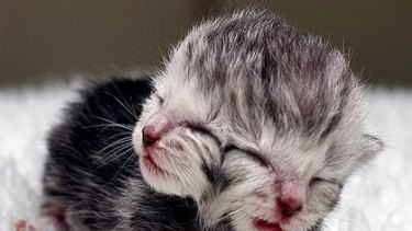 A genetic mutation has left a kitten born in Perth with two faces.