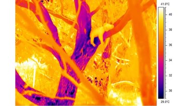 Thermal imaging shows koalas cool down in extreme temperatures by hugging trees.