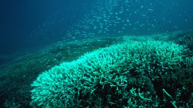 Great Barrier Reef's future is in the dock, ACF said.