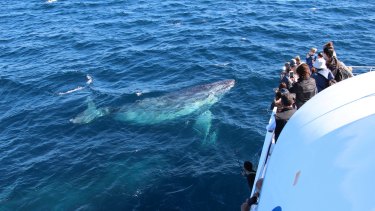 Whale watching brings more than half a million tourists to Queensland