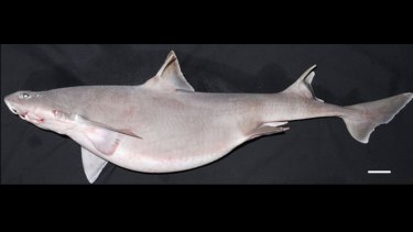 The Mandarin dogfish, a rare species of shark that  has been found in Australian waters for the first time.