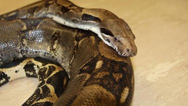 A boa constrictor that was found on the Gold Coast.