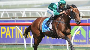 Hard to fault: Dwayne Dunn powers All Too Hard to the line in Saturday's Futurity Stakes.