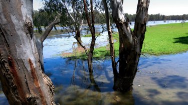 Victoria and NSW are conducting trials in national parks on both sides of the Murray River.