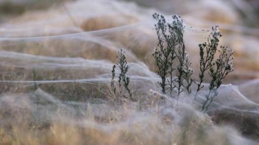 A wild plant is covered in webs in Wagga Wagga.