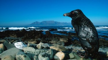 A Jackass Penguin covered in oil from an oil spill off the coast of South Africa’s Robben Island.