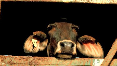 All live cattle exports to Indonesia have been suspended.