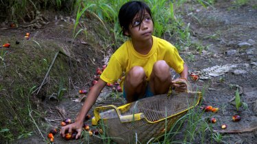 A 12-year-old Indonesian girl without legal documents gathers palm oil nuts on a small plantation in Borneo.