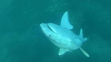 Images have emerged of two undersized tiger sharks caught on the Barnett Government's controversial bait lines dead or injured as they were released off Perth beaches.