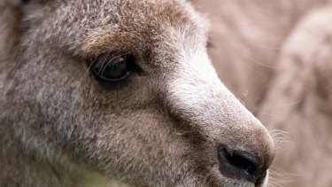 Scientists say the Ross River virus can be transmitted via placental mammals as well as marsupials.