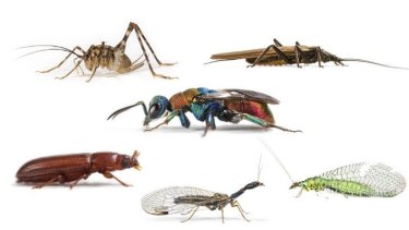 Bug-bear: To most of us insects are a pest; but to a group of about 100 researchers, they may contain the key to humans and our environment.