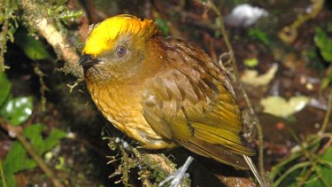 The golden-fronted bowerbird (Amblyornis flavifrons).