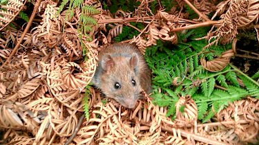 Scientist smells a rat that proves to be a hit