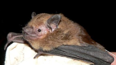 Greater broad-nosed bat.