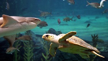 Swimming frenzy ... loggerhead turtles make a 20,000 kilometre voyage across the Pacific Ocean.
