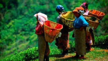 Fancy a cuppa … tea pickers pluck the leaves that have made Darjeeling famous.