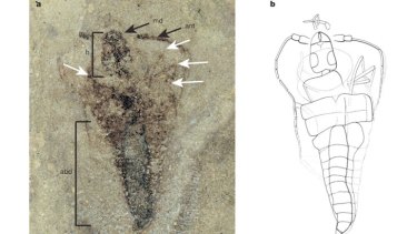 <i>Strudiella devonica</i> insect fossil:  a) photograph of the part discovered in in the fine clay of rock slab in a Belgian quarry. b) reconstruction of general habitus.
